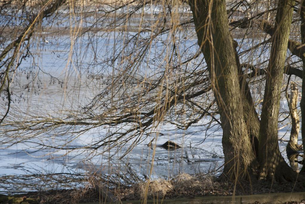 Villa Weissensee Potsdam Esterno foto